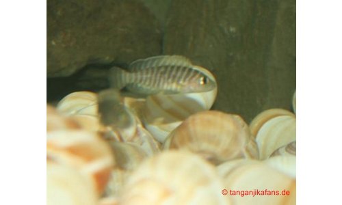 Neolamprologus similis